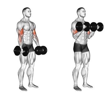 biceps workout for beginners