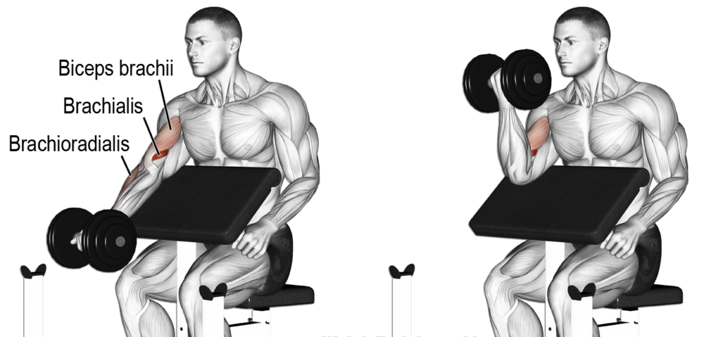 biceps workout for beginners