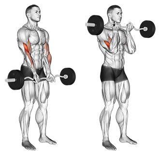 beginner biceps workout