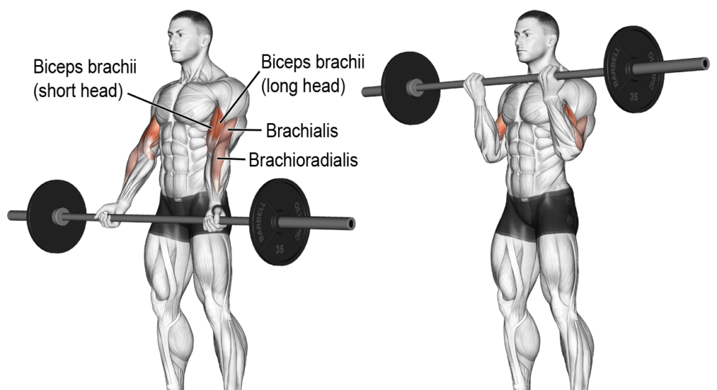 bicep workout