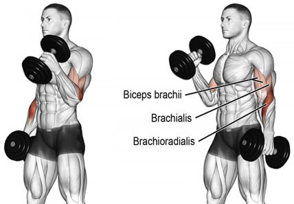 bicep workout at gym step by step