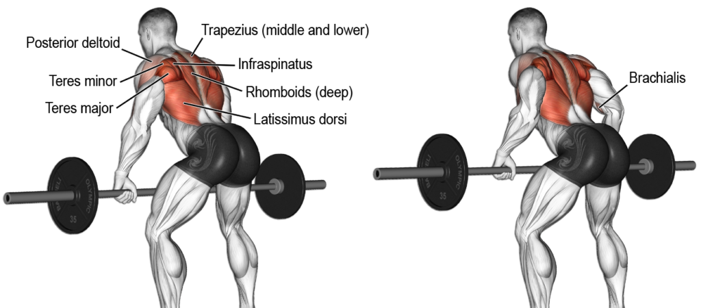 Bent Over Barbell Lift