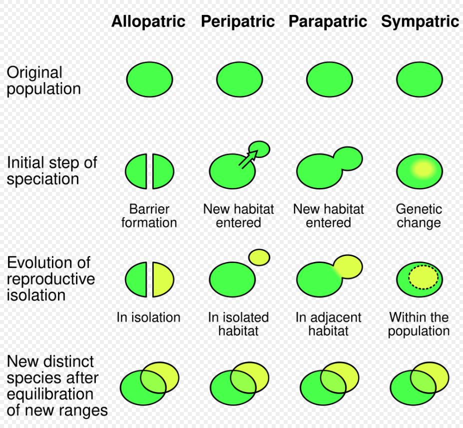 Evolution always makes things more complex