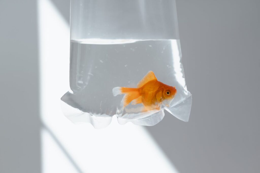 Goldfish have a three-second memory