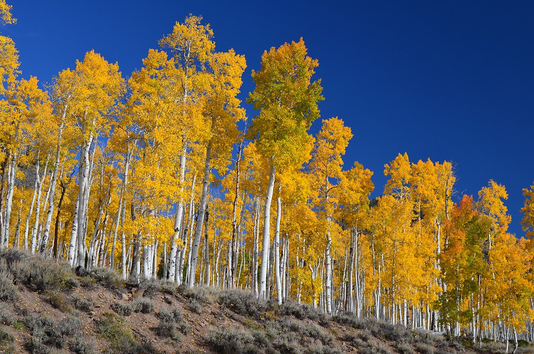 Pando (Fishlake Plateau, Utah, USA)