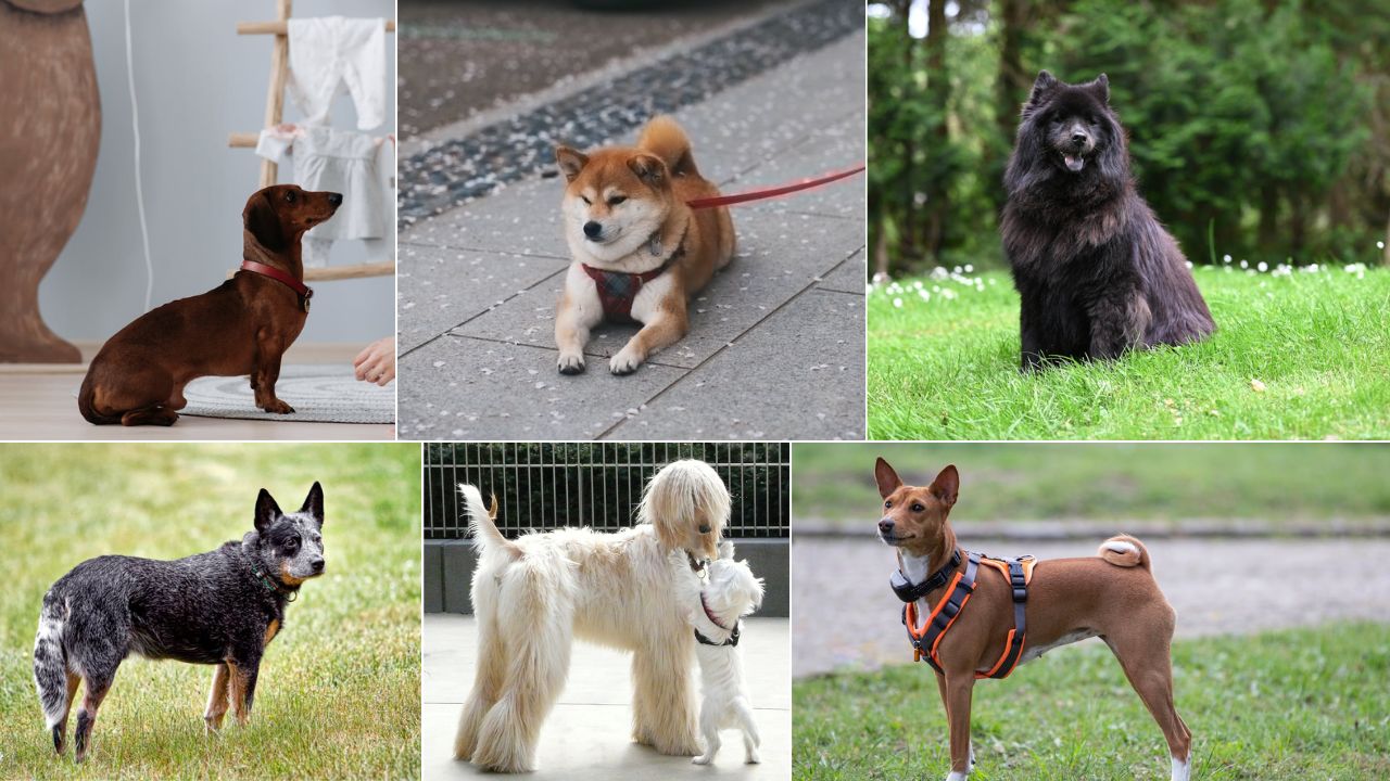 12 Dog Breeds That Are Surprisingly Hard to Train (Not Ideal for First Time Dog Owners)