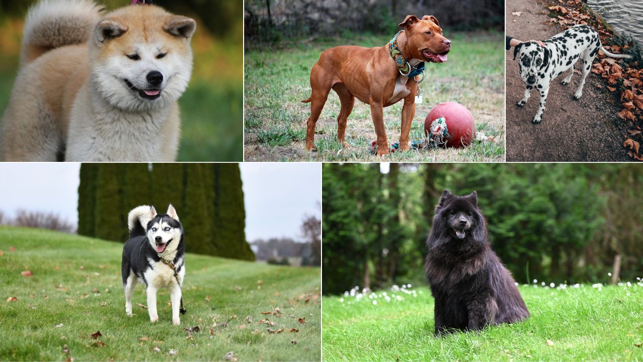 12 Dog Breeds With a History of Aggression Towards Their Owners According to Data