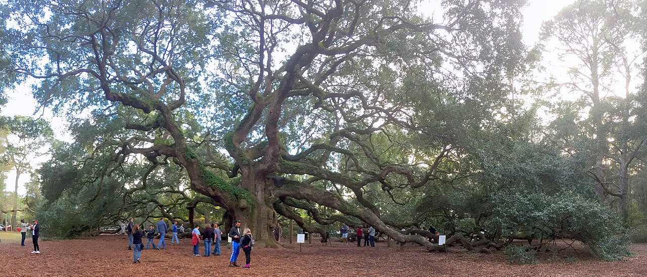 Angel Oak (South Carolina, USA)
