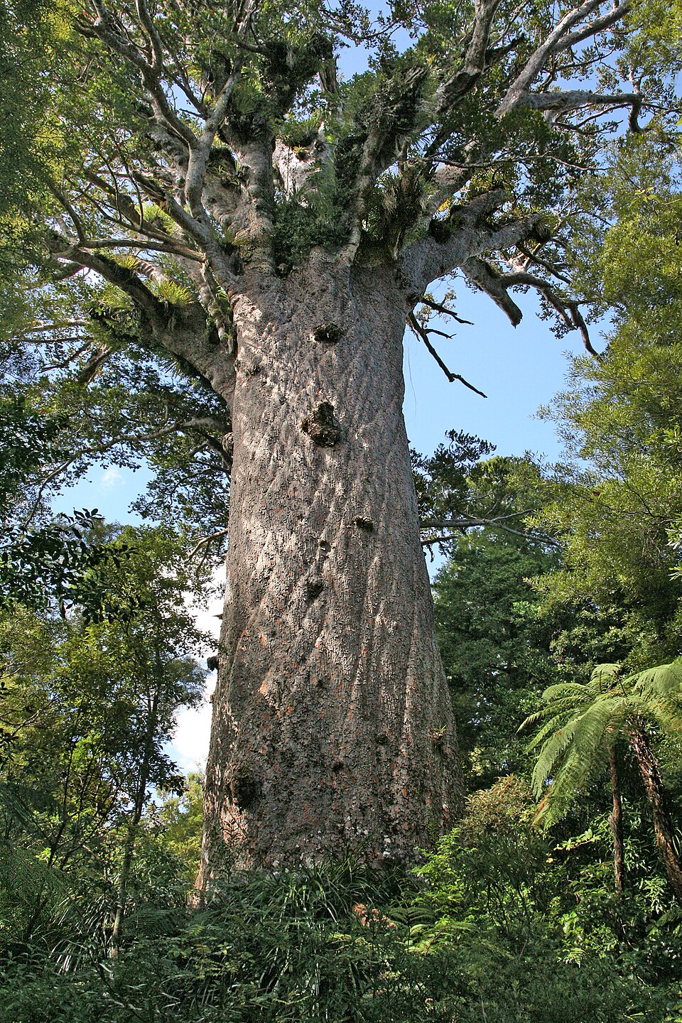 Tāne Mahuta (Northland, New Zealand)