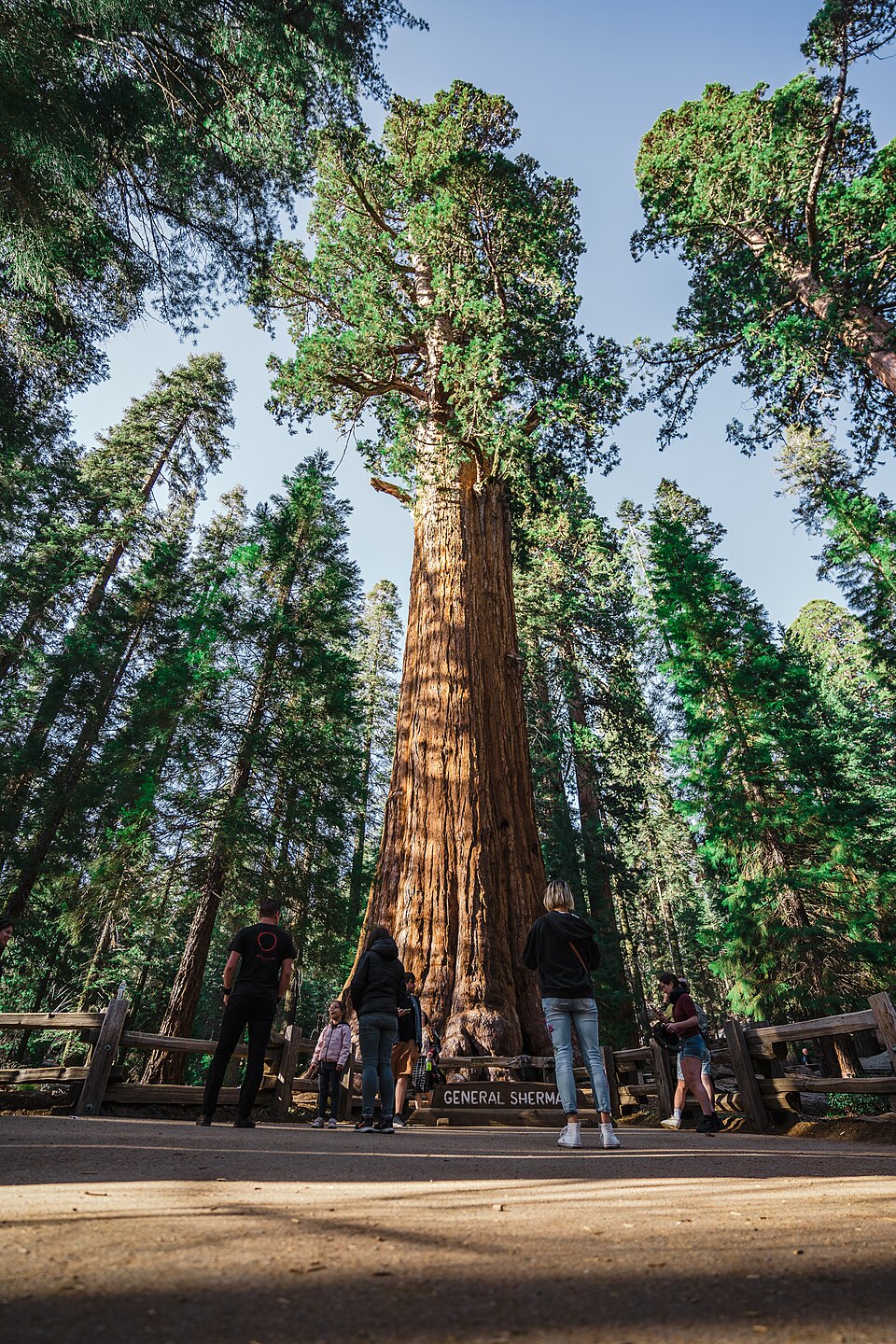 General Sherman (California, USA)
