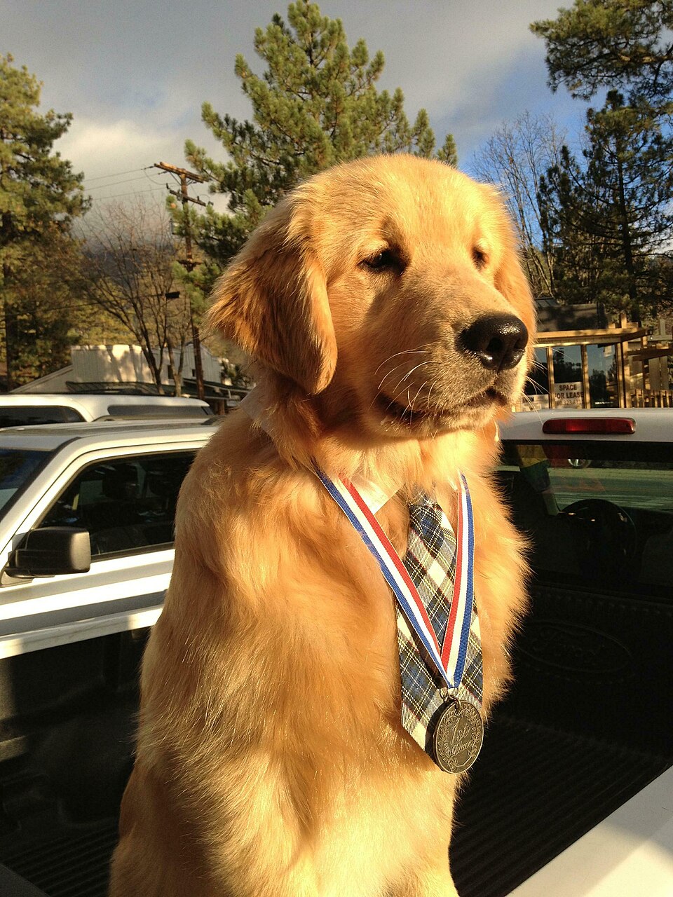 Mayor Max II in his visiting truck, Mayor Dog