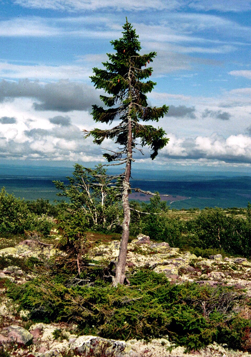Old Tjikko (Dalarna, Sweden)