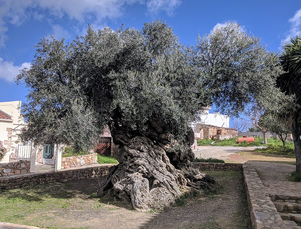 Olive Tree of Vouves (Crete, Greece)