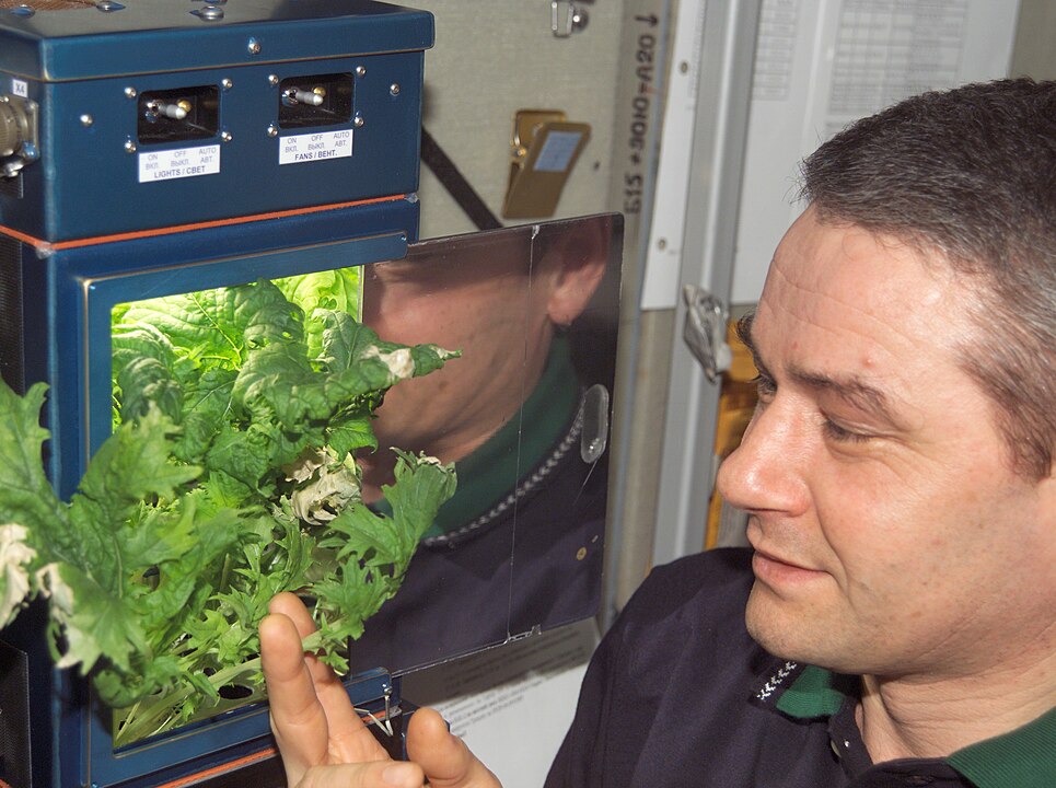 Fresh Vegetables Grown in Space