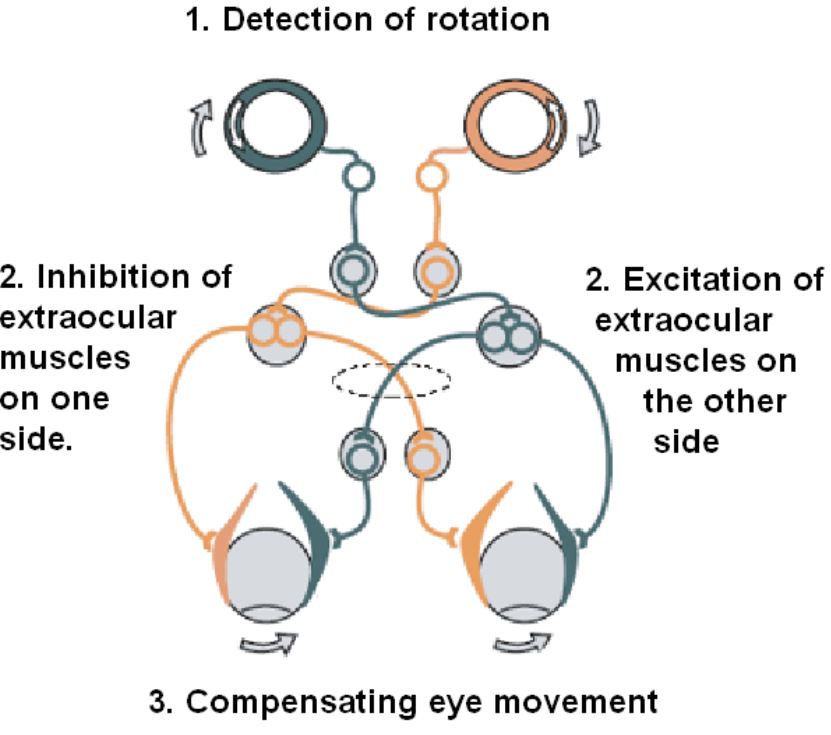 Balance And Eye Stabilization