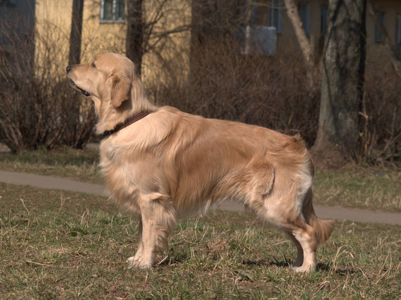 Golden Retriever