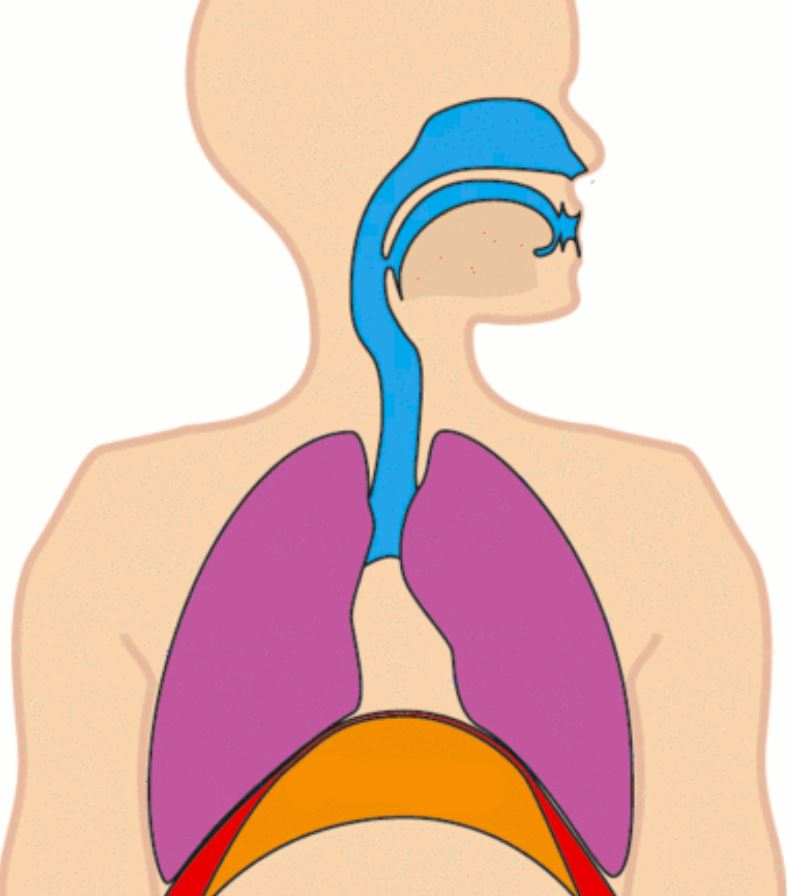 Hiccups are a reflex with unclear purpose