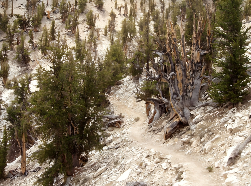 Methuselah (California, USA)