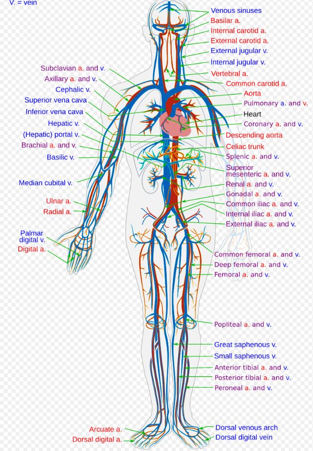 The Average Person Has About 60,000 Miles of Blood Vessels