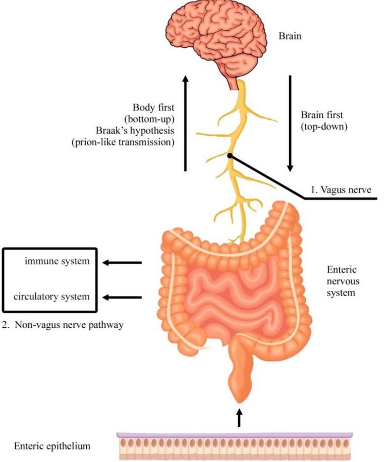 The Gut Has Its Own Nervous System