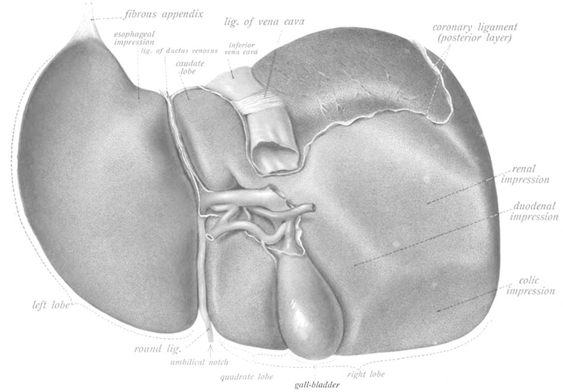 The Liver Can Regenerate Itself