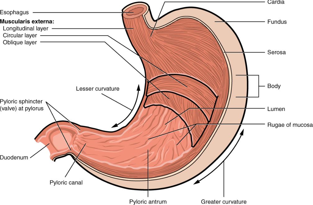 The Stomach Replaces Its Lining Every Few Days