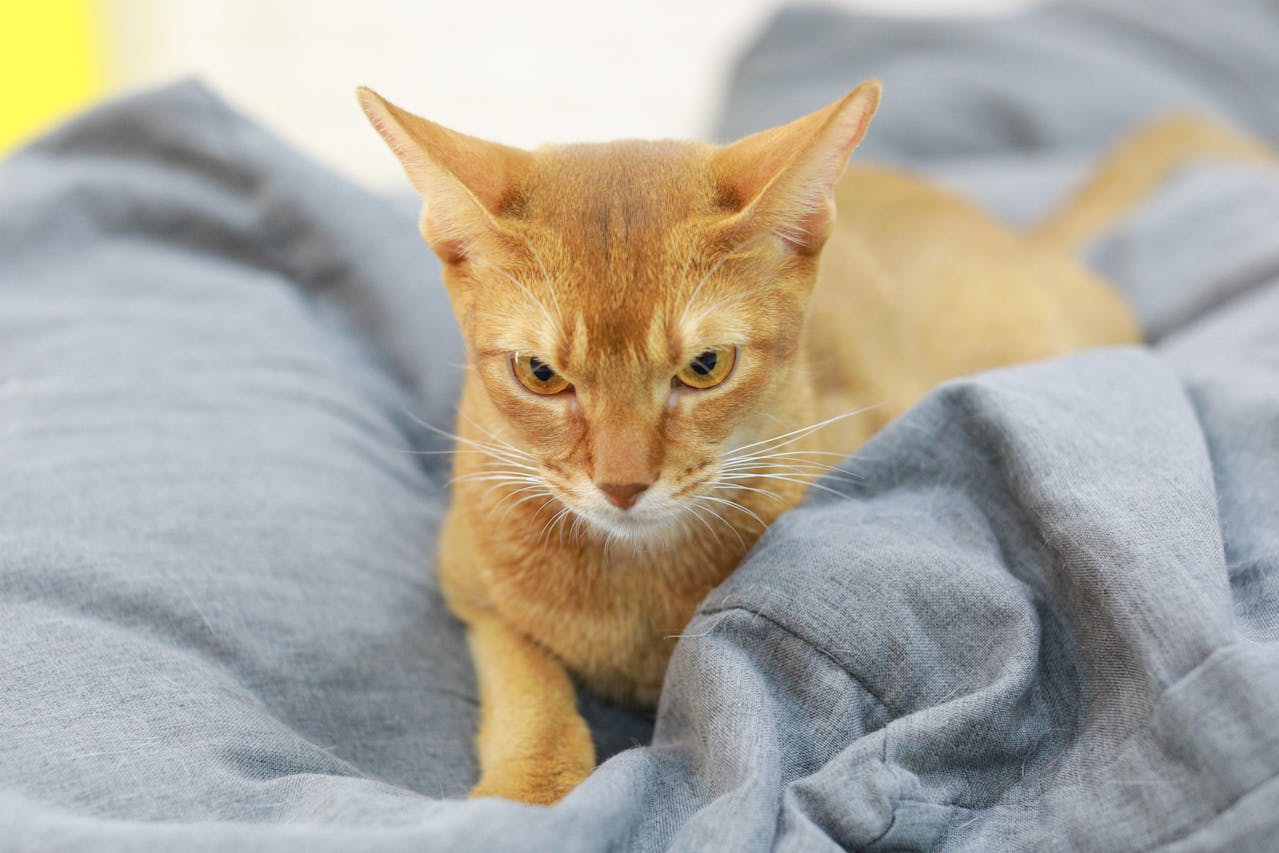 Abyssinian