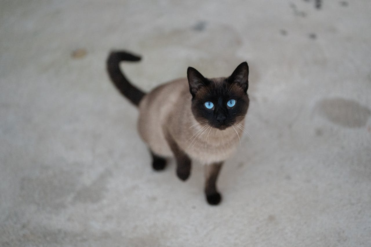 Tonkinese