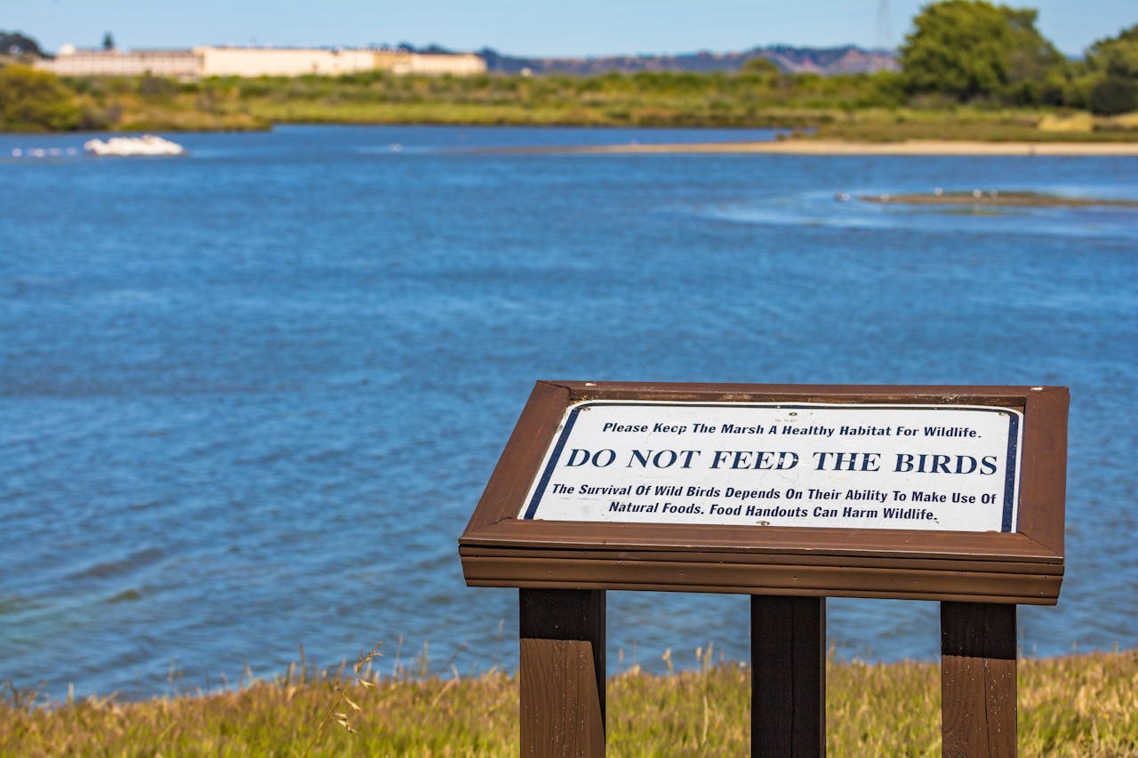 No Feeding Wildlife
