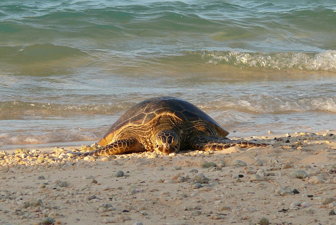 Sea Turtle Dawn Patrol, Florida Atlantic Coast