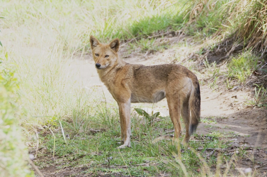Beast of Bray Road - canid mix-ups