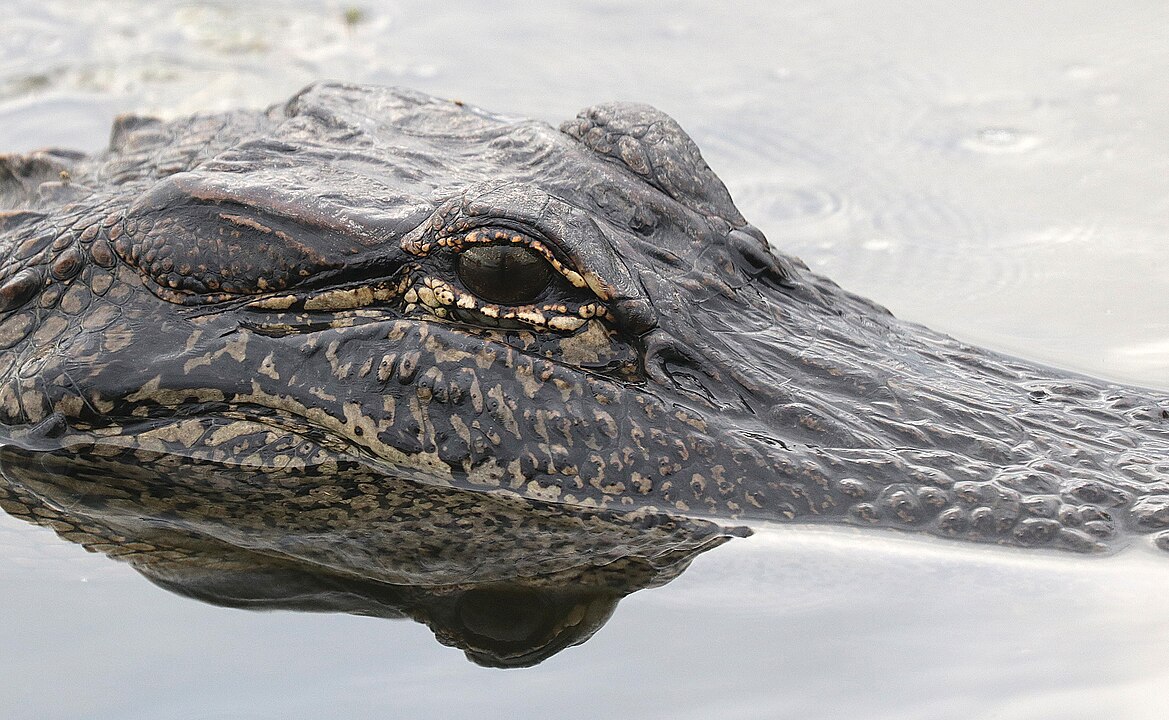 Alligator Festival, Louisiana