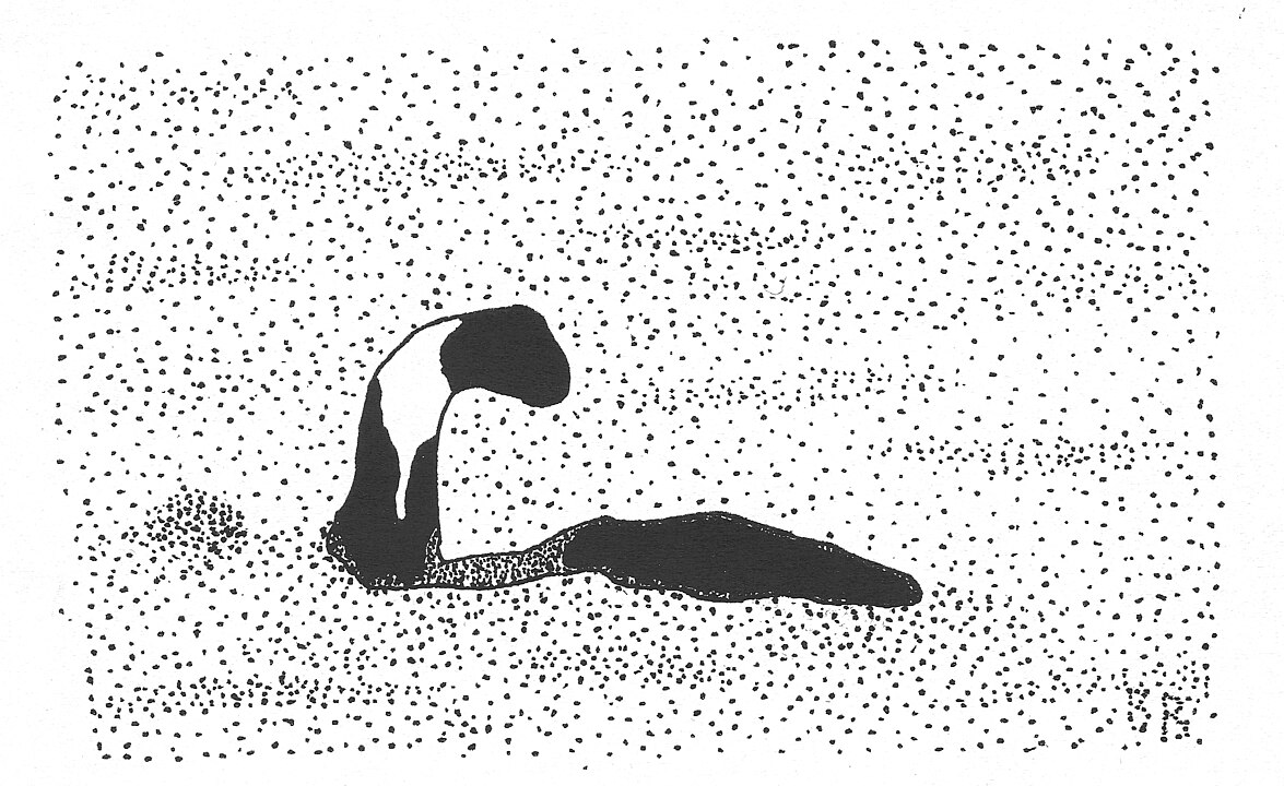 Champ of Lake Champlain - sturgeon