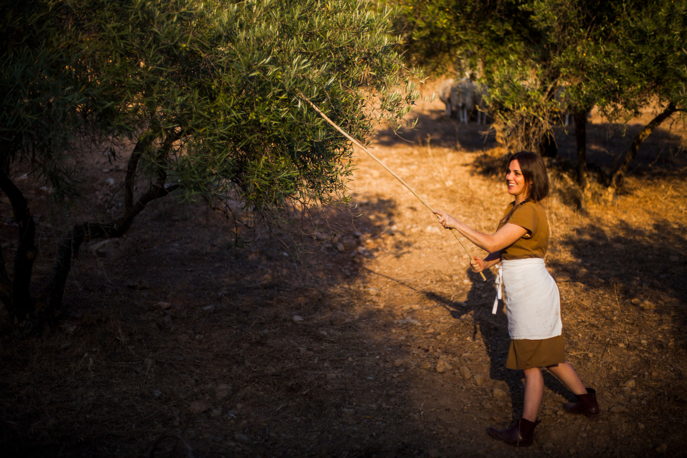 Olive Harvest in Sonoma, California