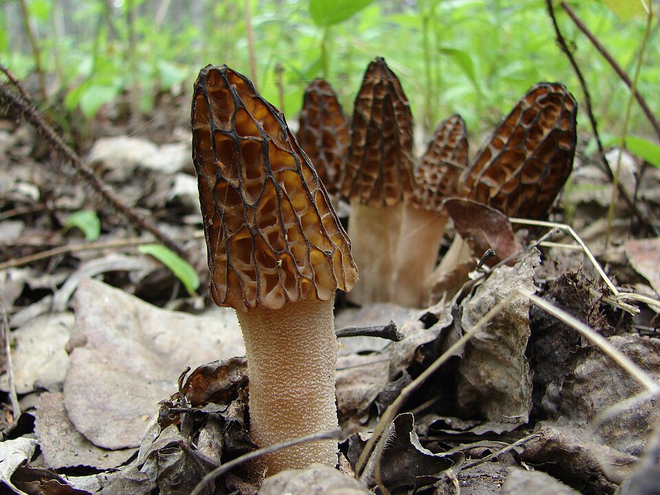 National Morel Mushroom Festival, Michigan