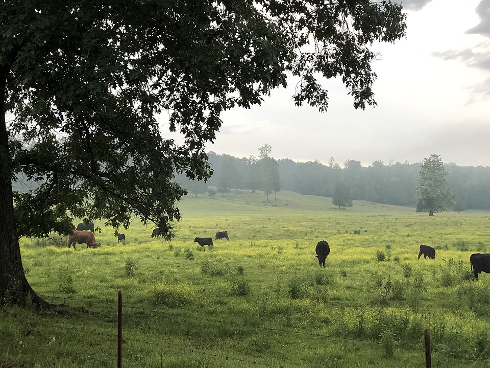 Saulsbury (Hardeman County)