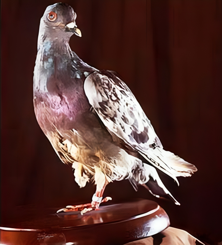 Cher Ami, the Messenger Pigeon