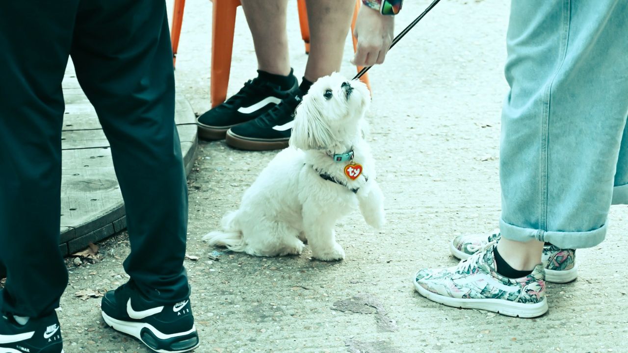 Delaying puppy socialization