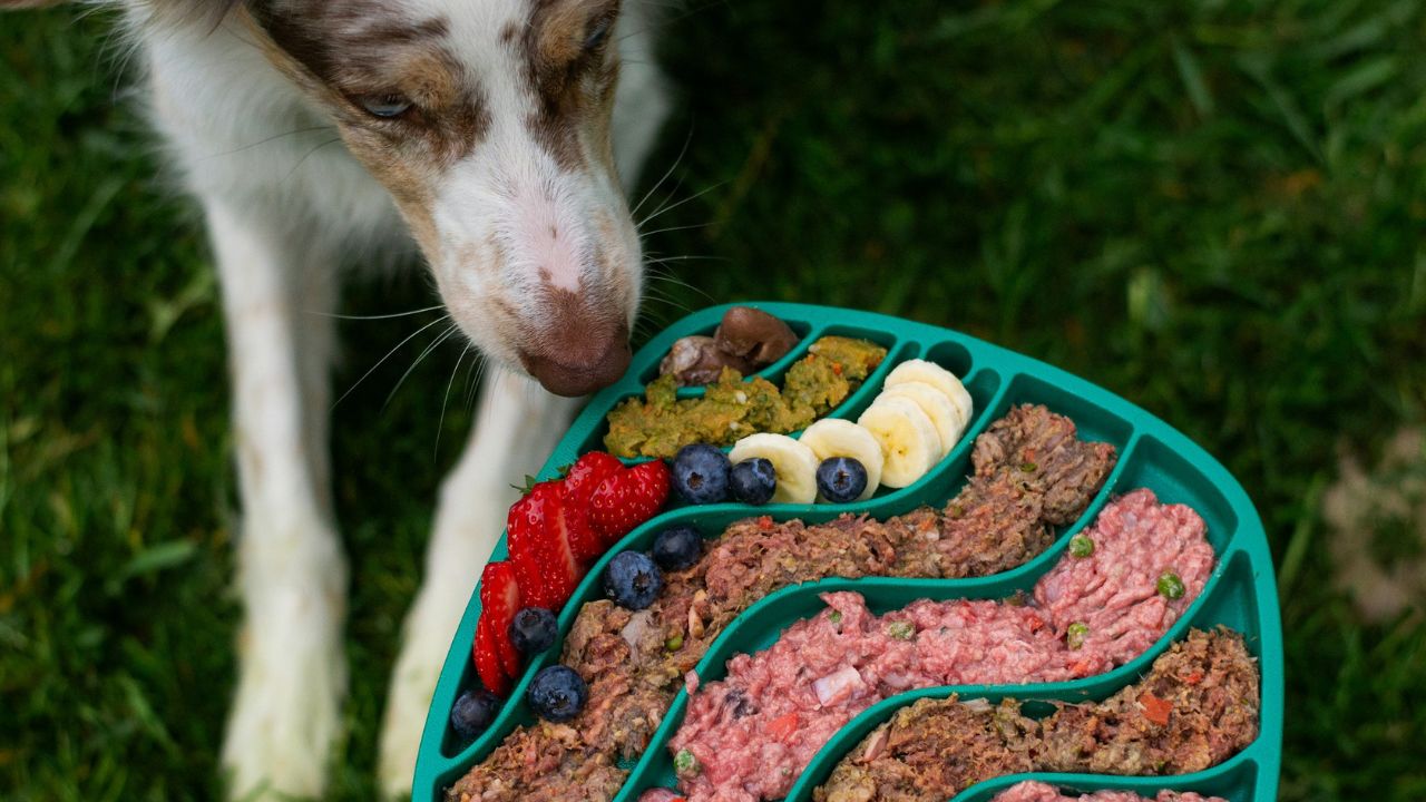Feeding unsafe human foods
