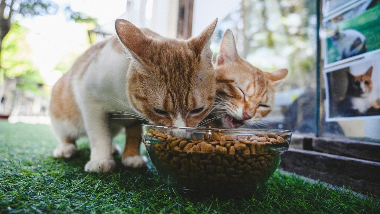 Free-feeding and extra treats