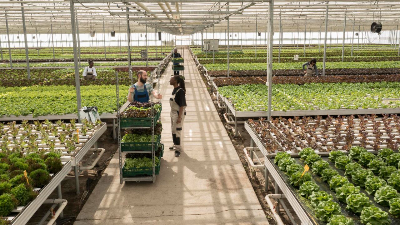 How a Small Country Transformed Its Farming Landscape - Netherlands