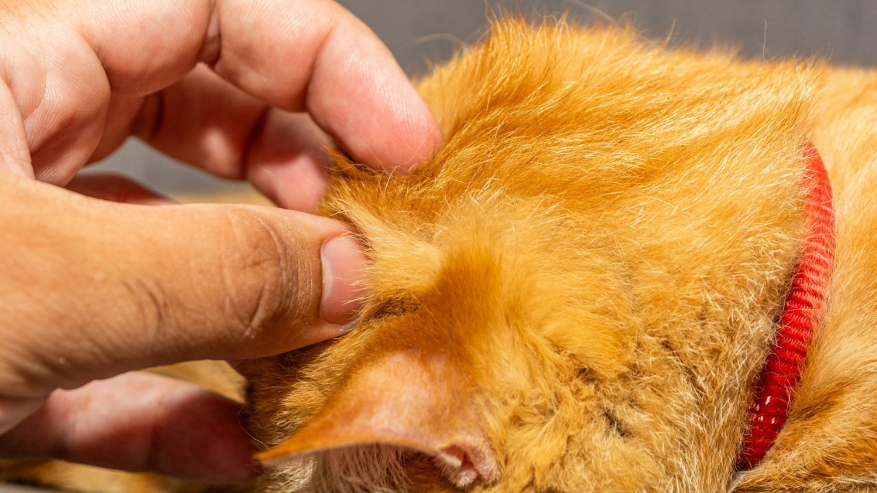 Ignoring flea and tick prevention