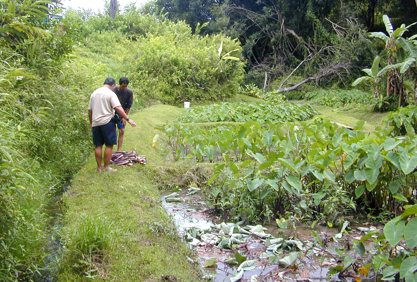 Taro Farm and Poi Workshop on Oahu, Hawaii