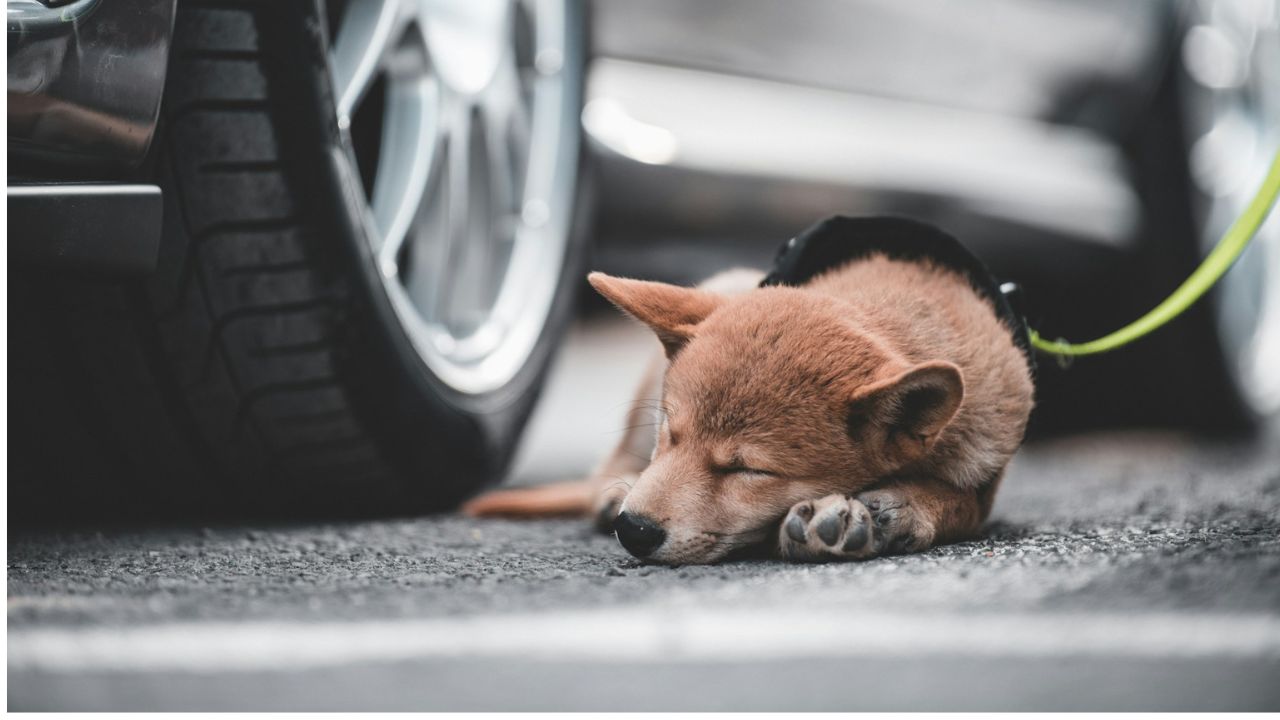 Leaving pets in parked cars