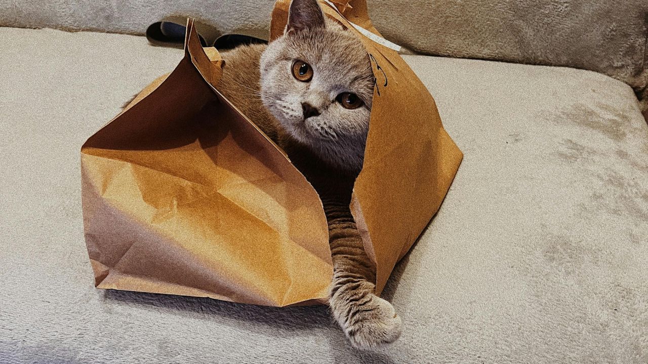 Let the Cat Out of the Bag