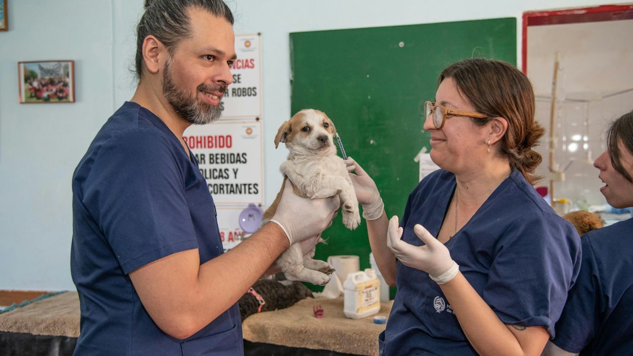 Missing heartworm tests and prevention