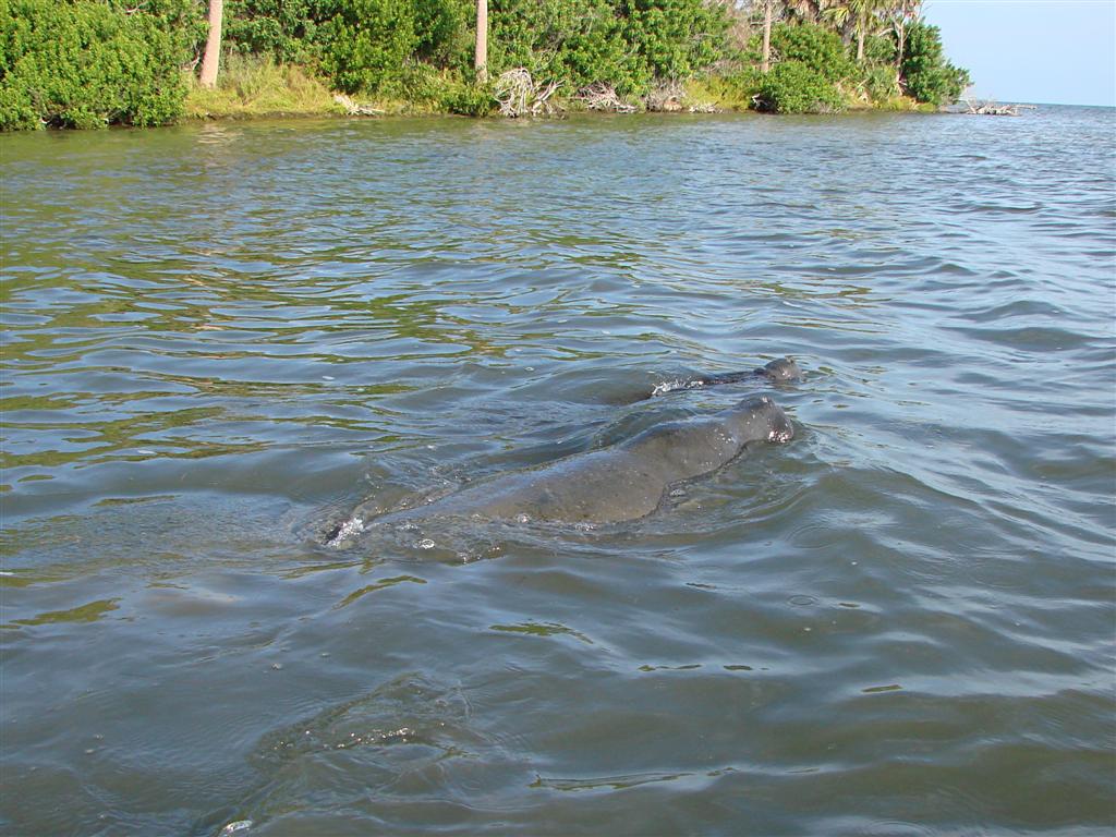Mosquito Lagoon, Canaveral National Seashore, Florida