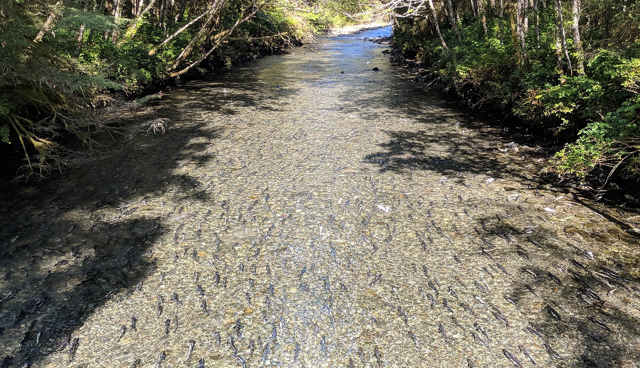 Salmon Smoking Class in Sitka, Alaska