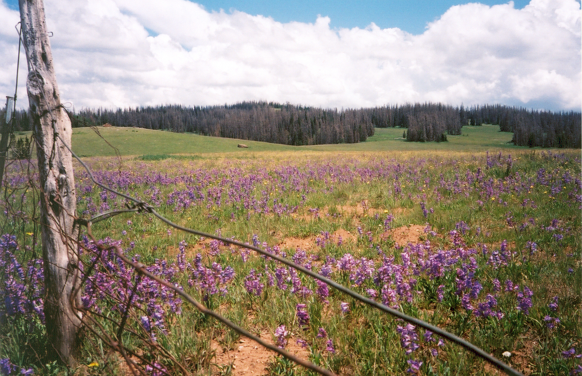 Utah’s Patchwork Parkway, Scenic Byway 143