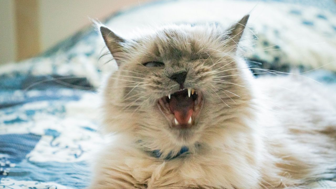 Skipping Pets dental care